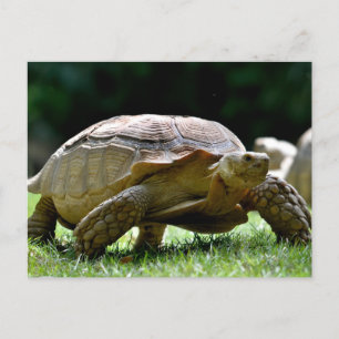African spurred tortoise walking on grass postcard