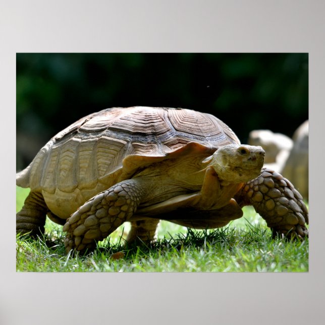 African spurred tortoise walking on grass postcard poster (Front)