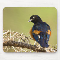 African Starling