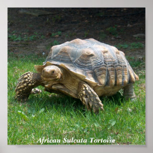 African Sulcata Tortoise Poster