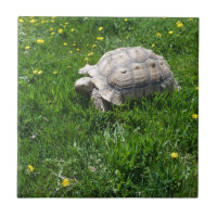 African sulcata tortoise