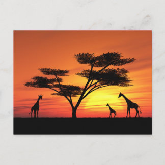 African Sunset Postcard