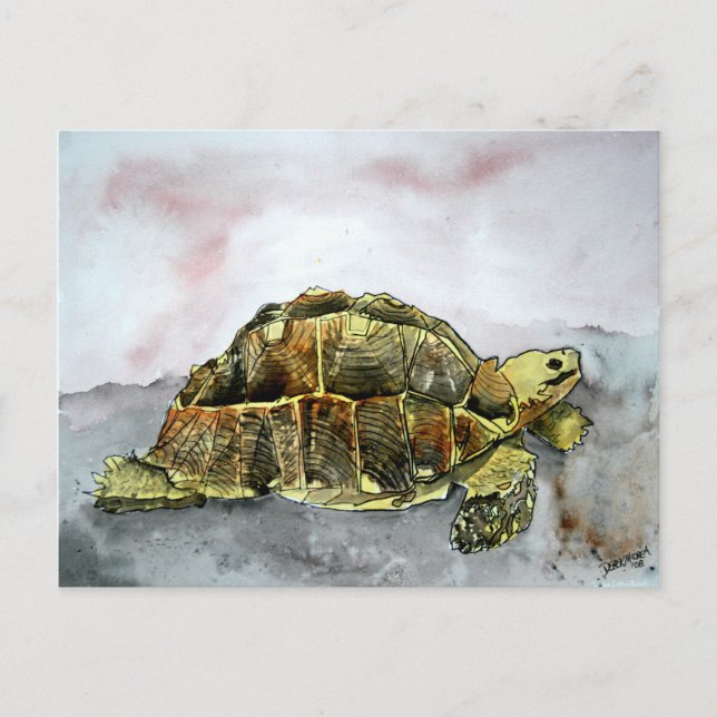 african tortoise post card cards postcards turtle (Front)