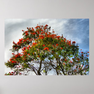 African Tulip Tree. Poster