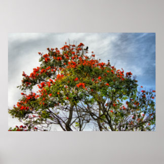 African Tulip Tree. Poster