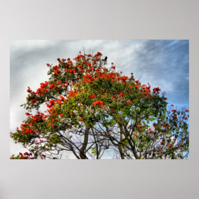 African Tulip Tree. Poster (Front)