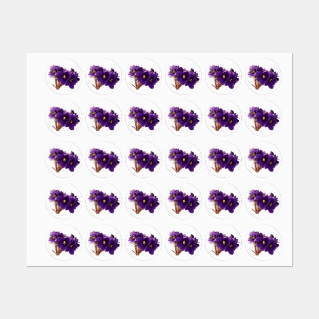 African violet (Sheet)