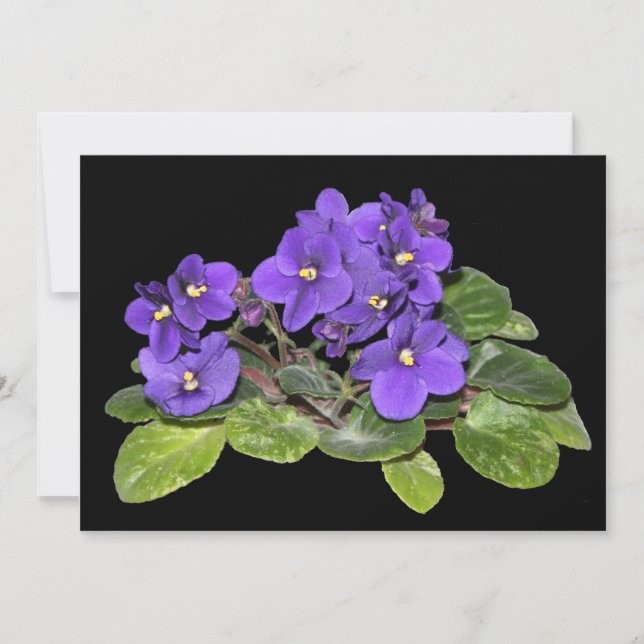 African violet (Front)