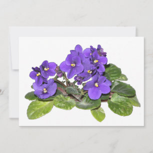 African violet