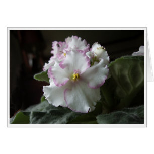 African Violet All-Occasion Greeting Card