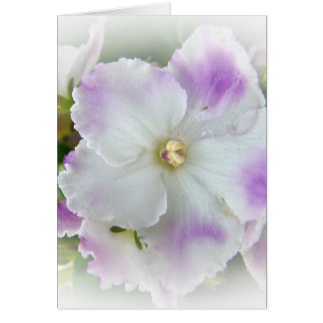 African Violet Blossom (Front)