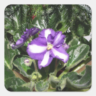 African Violet Blue/White Sticker