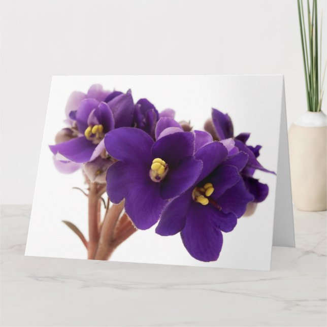 African violet card (Front)