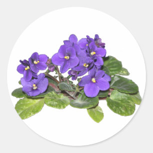 African violet classic round sticker