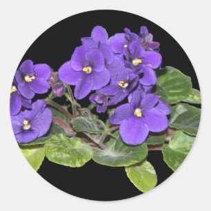 African violet classic round sticker