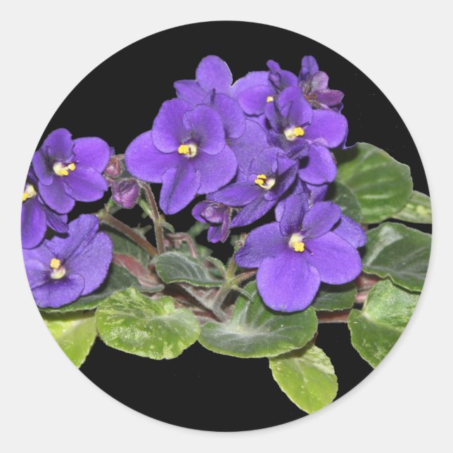 African violet classic round sticker (Front)