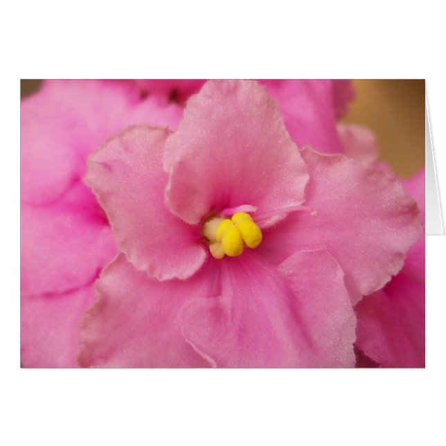 African violet flower (Front Horizontal)