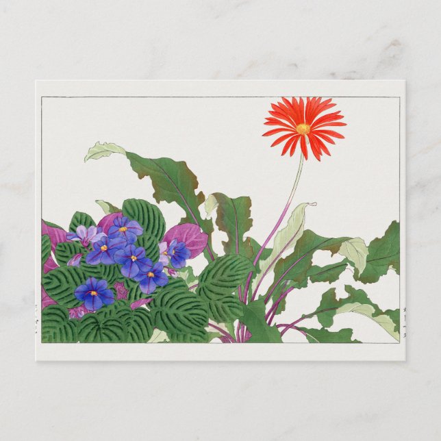 African violet, Gerbera by Tanigami Konan Postcard (Front)