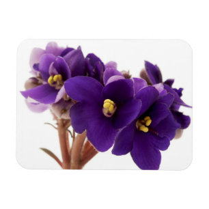African violet magnet