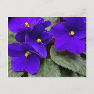 African Violet Postcard