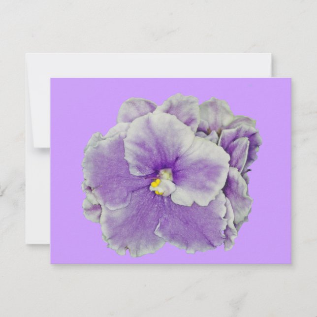 African Violet Purple (Front)