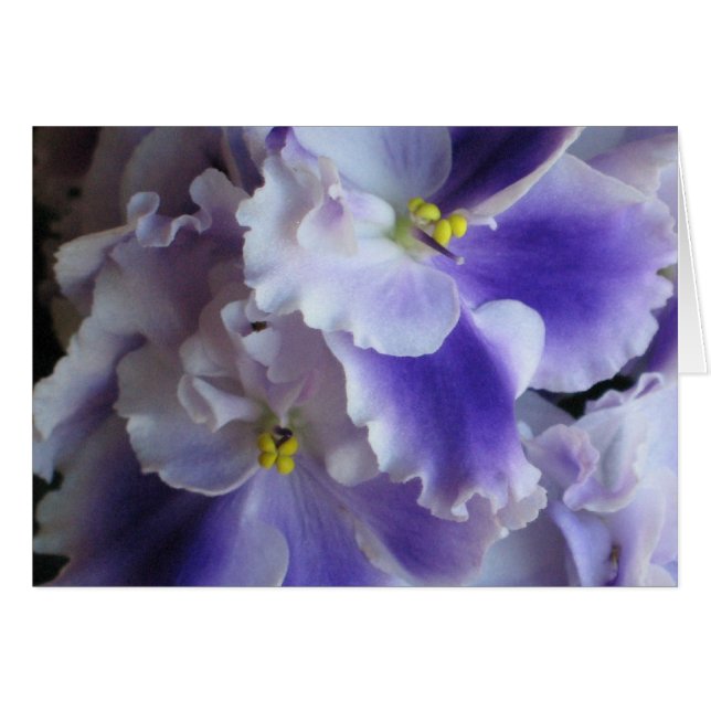 African Violets Card (Front Horizontal)