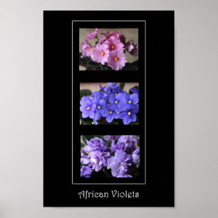African Violets Poster