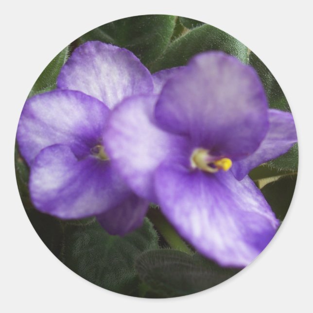 African Violets Sticker (Front)