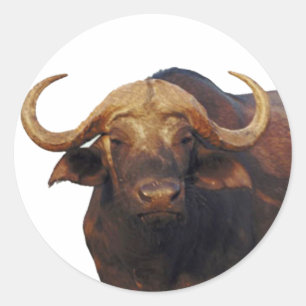 African Water Buffalo Classic Round Sticker