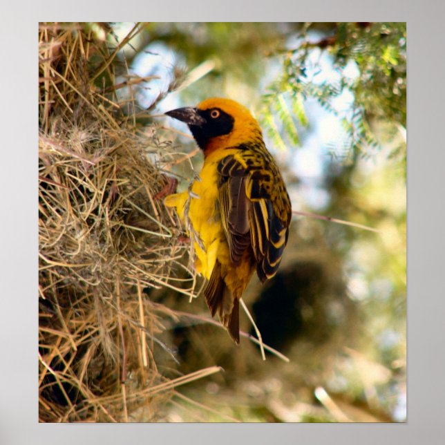 African Weaver at Nest Poster (Front)