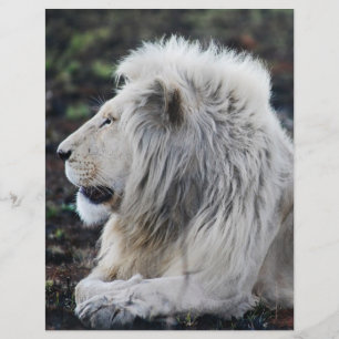African White Lion Profile photo Flyer