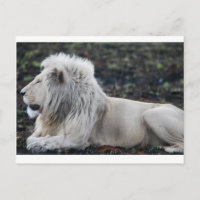 African White Lion Profile photo