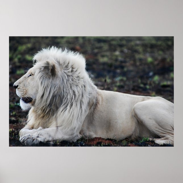 African White Lion Profile photo Poster (Front)