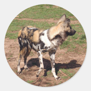 african-wild-dog-003 classic round sticker
