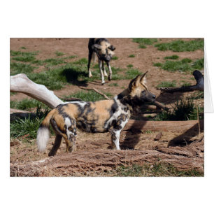 African Wild Dog 008 Card