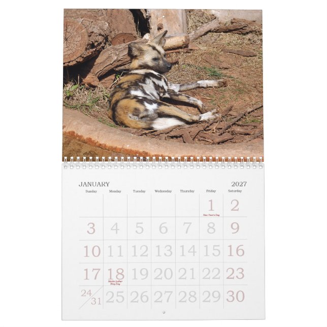 african-wild-dog-012, African Wild Dog Calendar (Jan 2027)