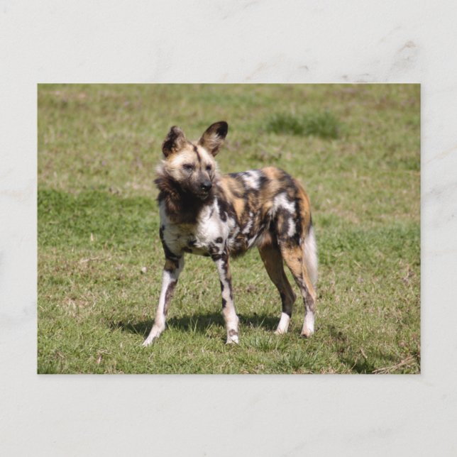 african-wild-dog-015 postcard (Front)
