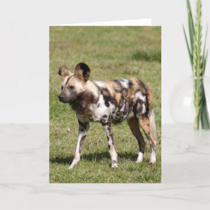 african-wild-dog-016 holiday card