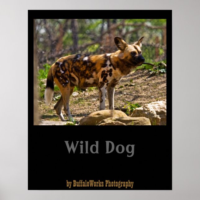 African Wild Dog  1932 Poster (Front)