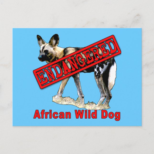 African Wild Dog Endangered Animal Products Postcard (Front)