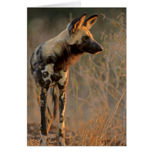 African Wild Dog (Lycaon Pictus), Kruger