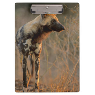 African Wild Dog (Lycaon Pictus), Kruger Clipboard