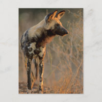 African Wild Dog (Lycaon Pictus), Kruger