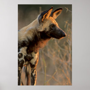 African Wild Dog (Lycaon Pictus), Kruger Poster