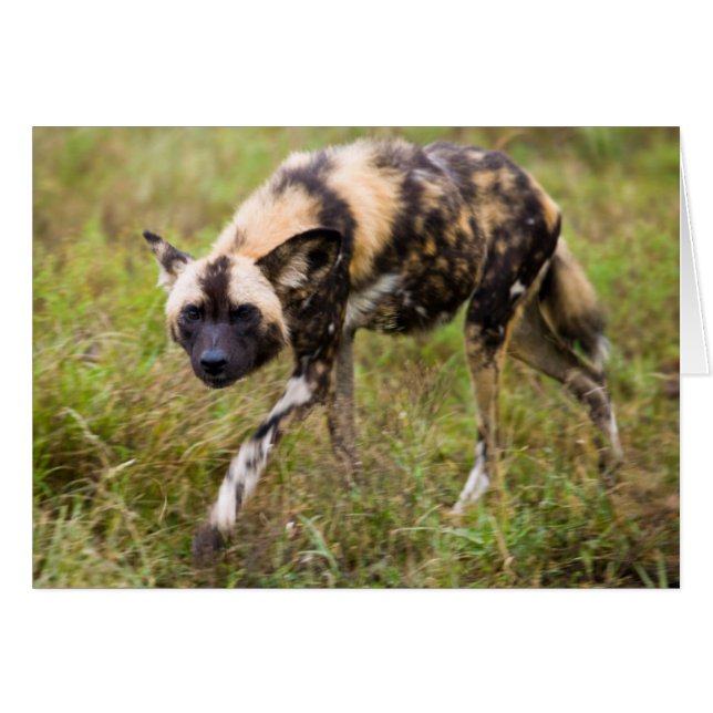 African Wild Dog (Lycaon Pictus), Madikwe Game (Front Horizontal)