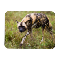 African Wild Dog (Lycaon Pictus), Madikwe Game