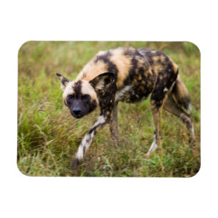 African Wild Dog (Lycaon Pictus), Madikwe Game Magnet