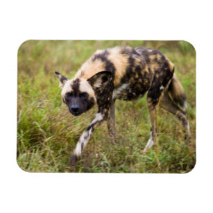 African Wild Dog (Lycaon Pictus), Madikwe Game Magnet