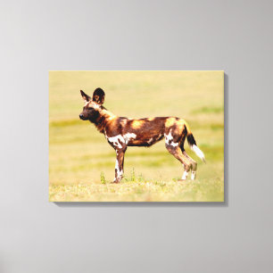 African Wild Dog (Lycaon Pictus) Standing Canvas Print
