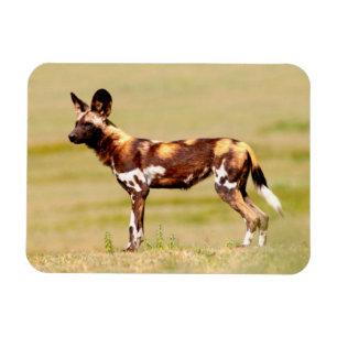 African Wild Dog (Lycaon Pictus) Standing Magnet
